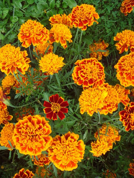 Tagetes patula 'Hero Flame'